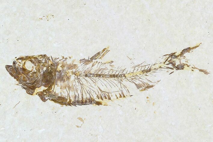 Fossil Fish Plate (Knightia) - Wyoming #108291